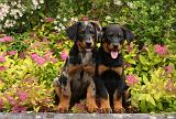 BEAUCERON - PUPPIES 320